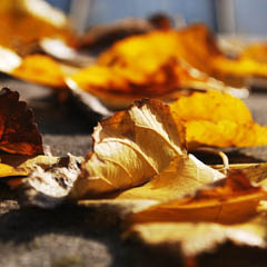 短信网页在线轰炸